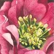 Resplendent Sophistication by Mary Lyn Gough